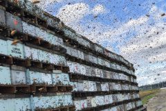 Photos  of honey bee farm